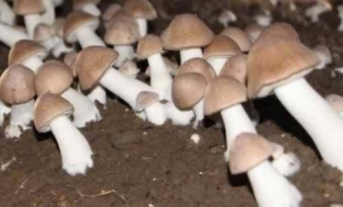 食用菌GAP认证的好处.jpg