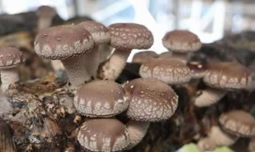 食用菌GAP认证的好处与存在问题剖析.jpg